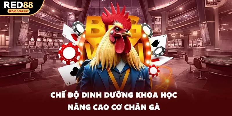 Chế độ dinh dưỡng khoa học nâng cao cơ chân gà