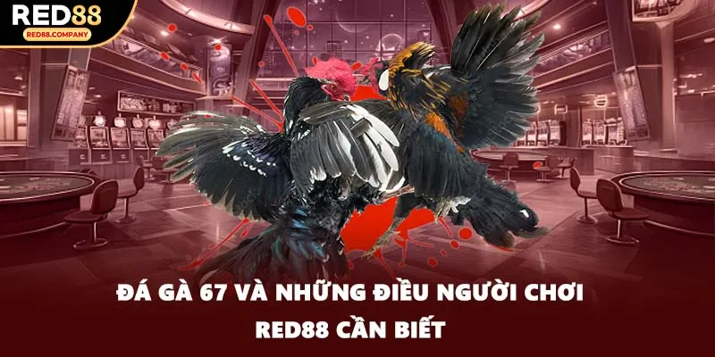 Đá Gà 67 Và Những Điều Người Chơi RED88 Cần Biết