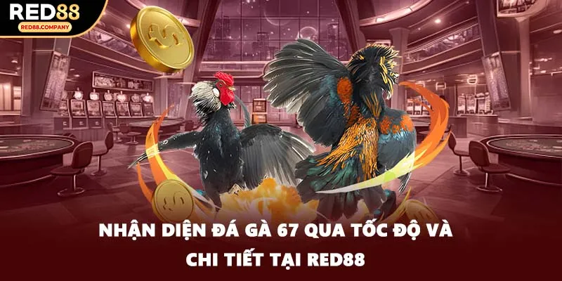 Nhận diện đá gà 67 qua tốc độ và chi tiết tại RED88