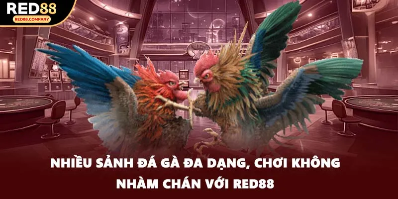 Nhiều sảnh đá gà đa dạng, chơi không nhàm chán với RED88