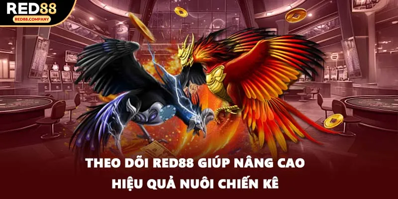Theo dõi RED88 giúp nâng cao hiệu quả nuôi chiến kê