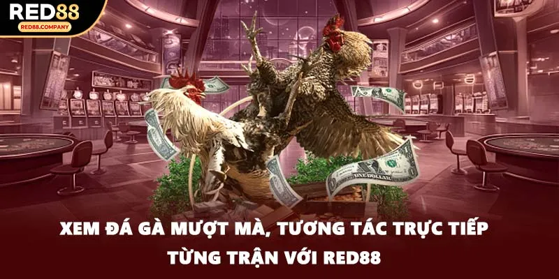 Xem đá gà mượt mà, tương tác trực tiếp từng trận với RED88